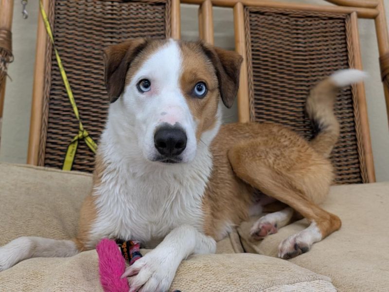 Cluedo | Collie (Border) | Evesham (Worcestershire) - 2