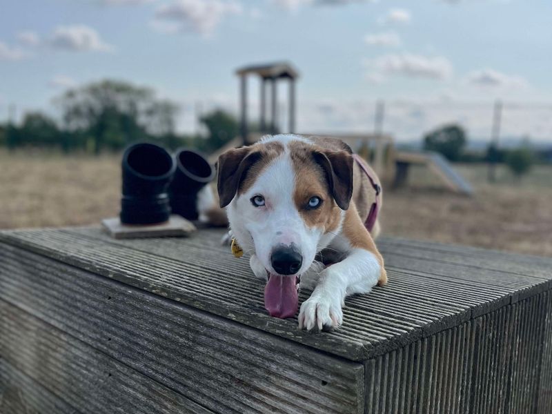 Cluedo | Collie (Border) | Evesham (Worcestershire) - 11