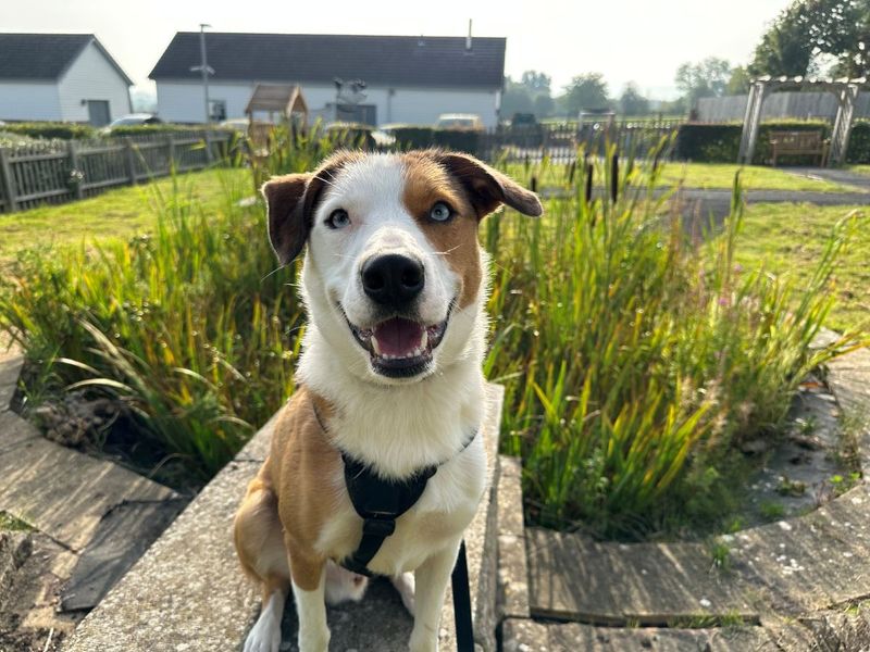 Cluedo | Collie (Border) | Evesham (Worcestershire) - 8