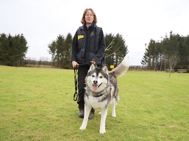 Siberian Husky for adoption in Leeds, Yorkshire – 7 years old - Image 2 of 4