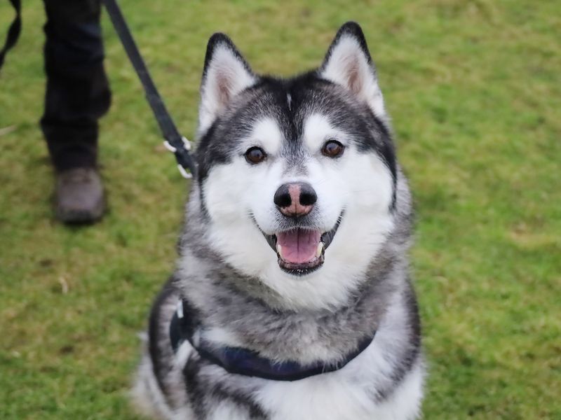 Bandit for sale in Leeds, Yorkshire | Image 3