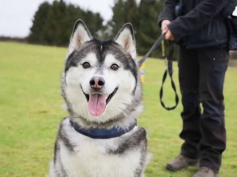 Siberian Husky for adoption in Leeds, Yorkshire – 7 years old - Image 4 of 4