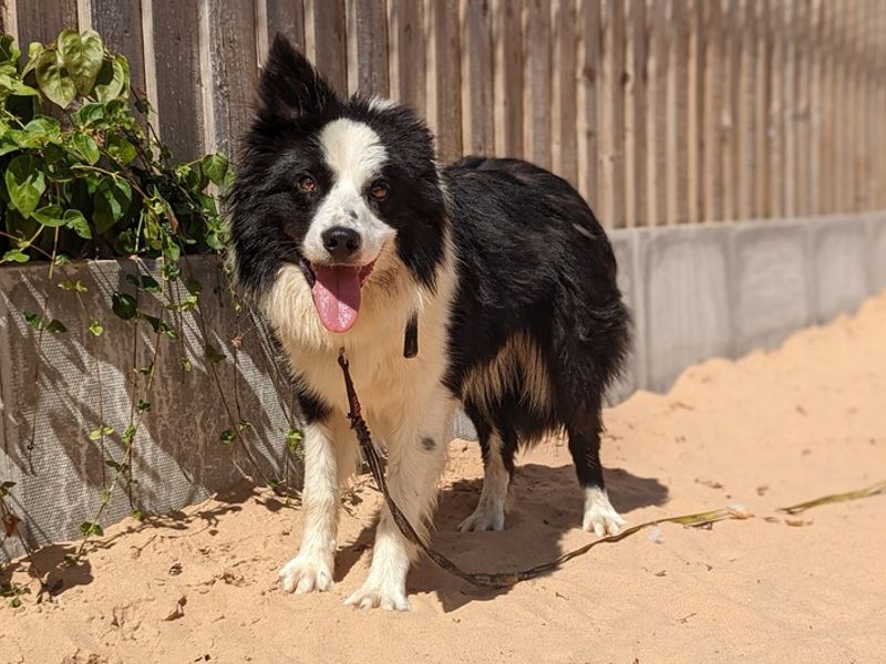 Border Collie for adoption in Cardiff, Glamorgan – 6 years old