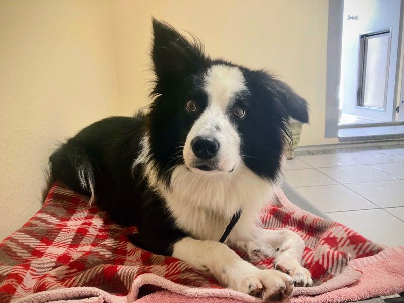 Border Collie for adoption in Cardiff, Glamorgan – 6 years old - Image 4 of 4
