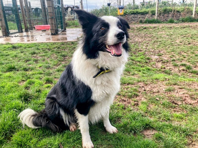 Border Collie for adoption in Cardiff, Glamorgan – 6 years old - Image 2 of 4