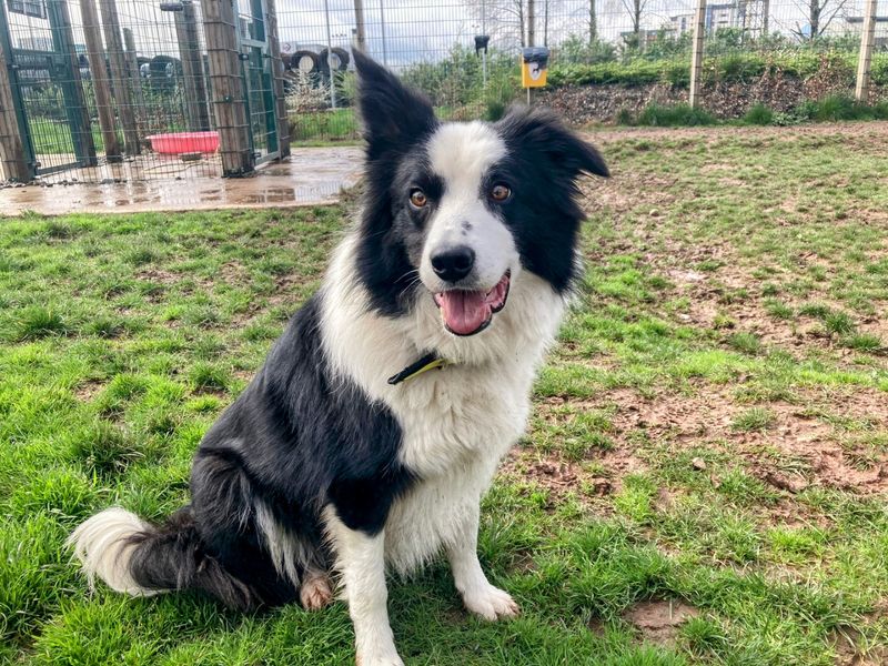 Border Collie for adoption in Cardiff, Glamorgan – 6 years old - Image 3 of 4