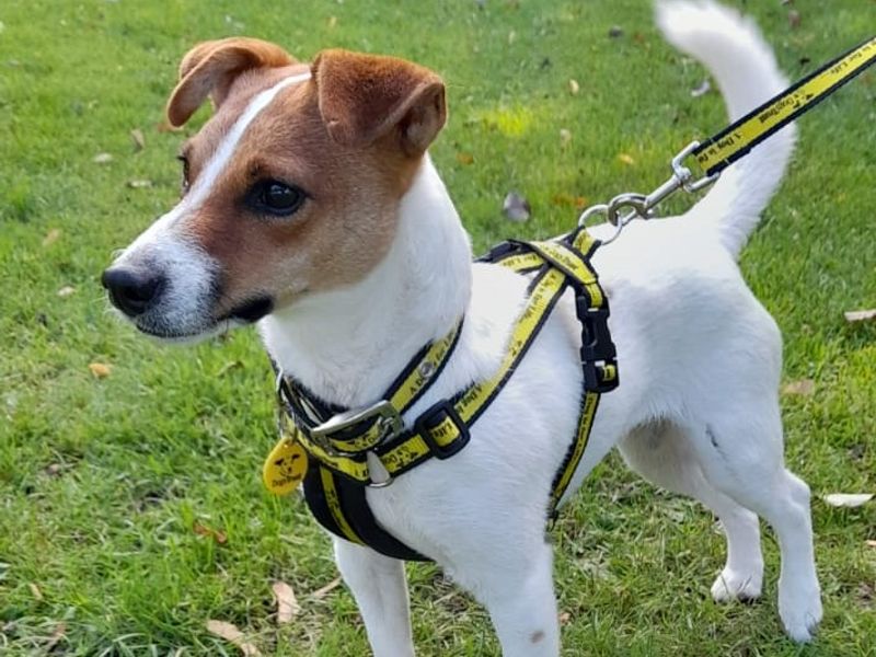 Mia for sale in Manchester - Image 5