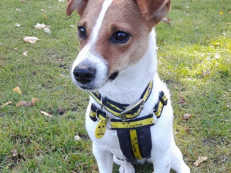 Mia for sale in Manchester - Image 1