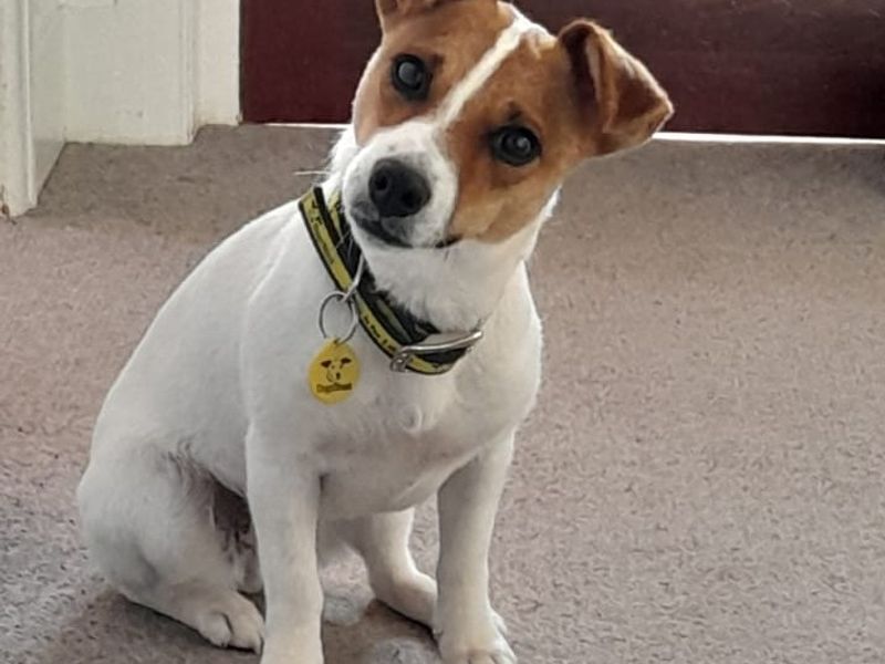 Jack Russell dogs and puppies for rehoming or adoption