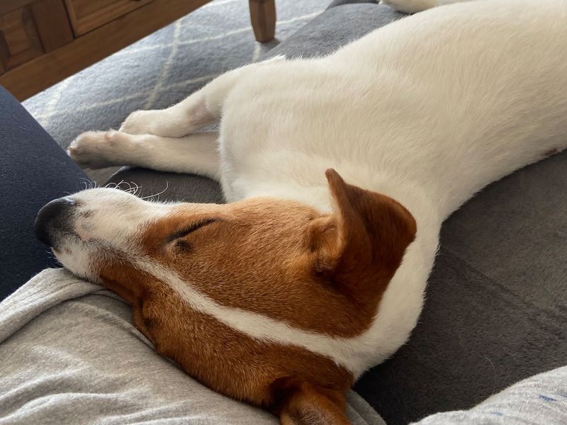 Mia for sale in Manchester - Image 2