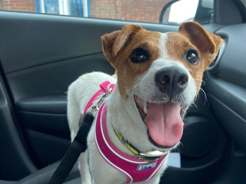 Mia for sale in Manchester - Image 4