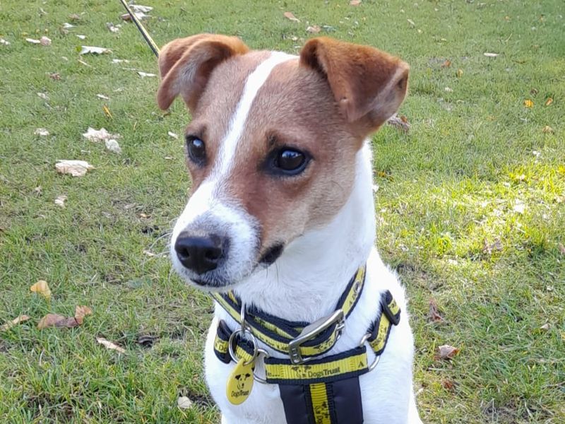 Mia for sale in Manchester - Image 6