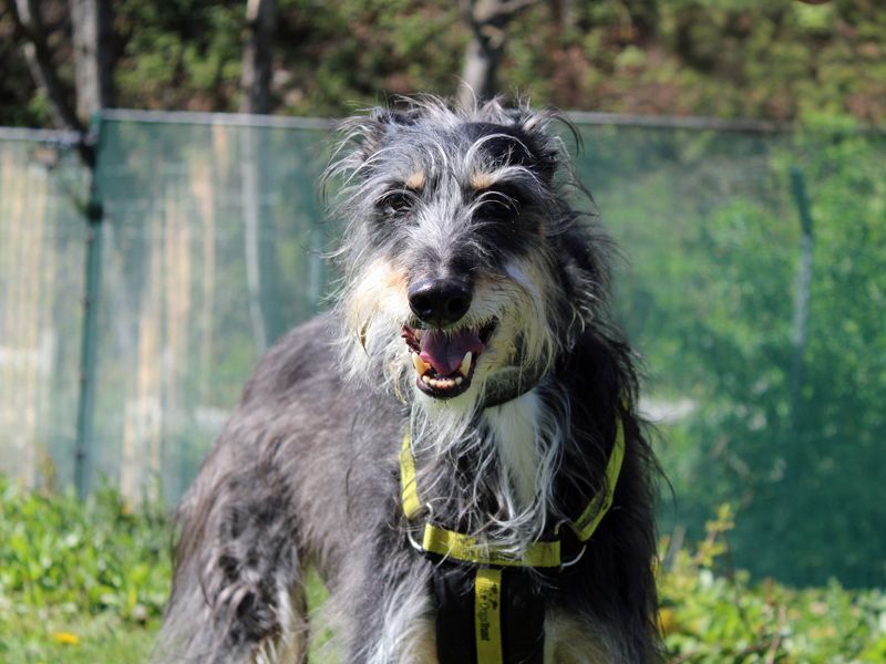 Otis | Lurcher Cross | Merseyside (Liverpool) - 3