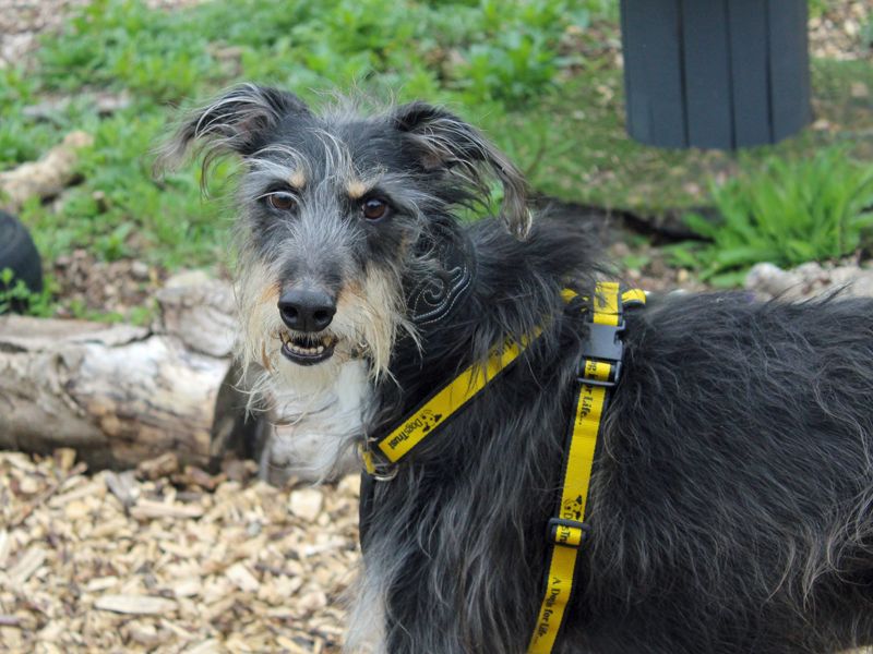 Otis | Lurcher Cross | Merseyside (Liverpool) - 2