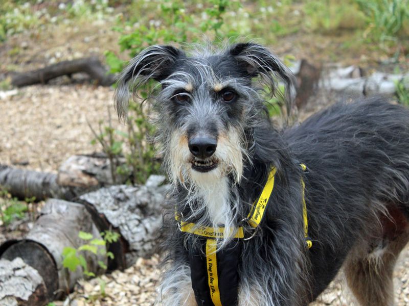 Otis | Lurcher Cross | Merseyside (Liverpool) - 1
