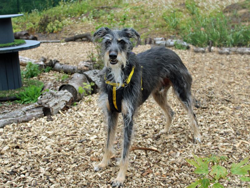 Otis | Lurcher Cross | Merseyside (Liverpool) - 4
