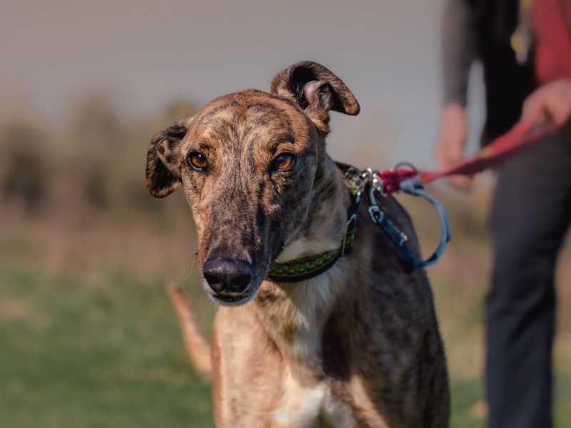 Greyhound for adoption in Kenilworth, Warks – 6 years old - Image 6 of 6