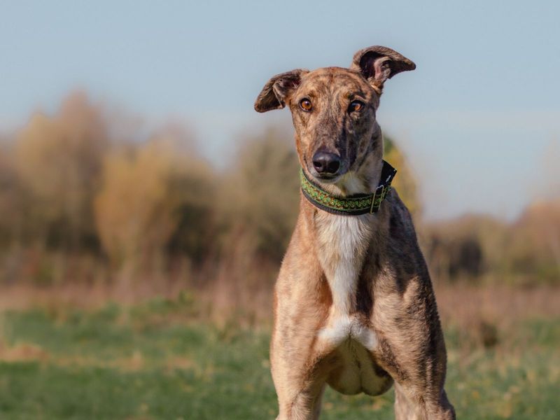 Greyhound for adoption in Kenilworth, Warks – 6 years old - Image 1 of 6