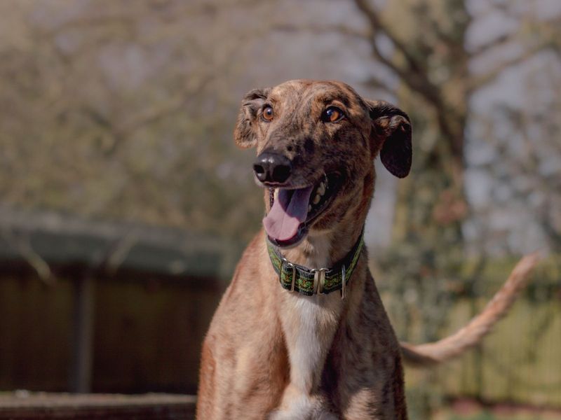 Nash for sale in Kenilworth, Warks - Image 3