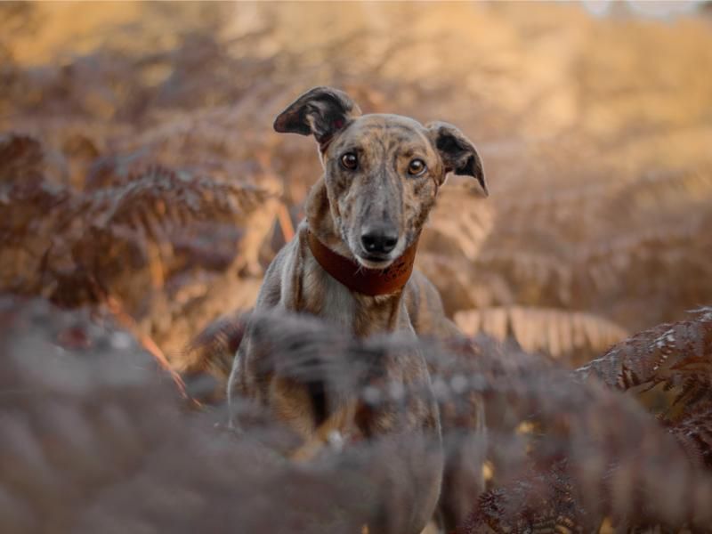 Greyhound for adoption in Kenilworth, Warks – 6 years old - Image 2 of 6