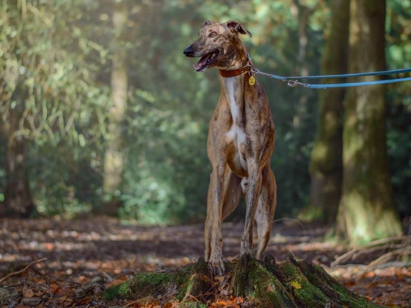 Greyhound for adoption in Kenilworth, Warks – 6 years old - Image 5 of 6