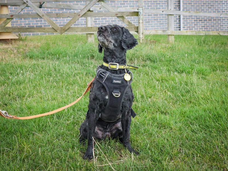 Poodle for adoption in Evesham, Worcestershire – 9 years old - Image 5 of 6