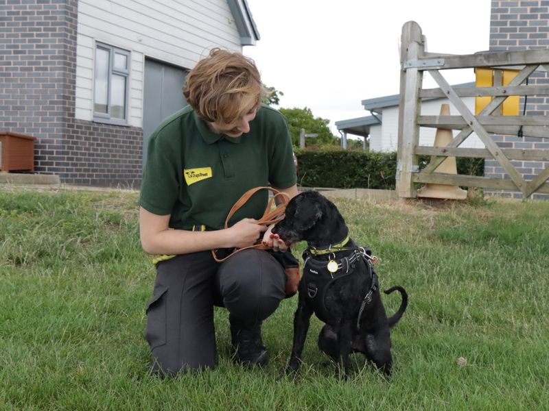 Poodle for adoption in Evesham, Worcestershire – 9 years old - Image 4 of 6