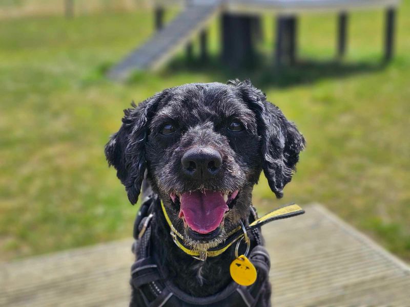 Poodle for adoption in Evesham, Worcestershire – 9 years old - Image 6 of 6