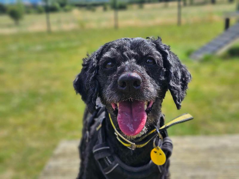 Poodle for adoption in Evesham, Worcestershire – 9 years old - Image 2 of 6