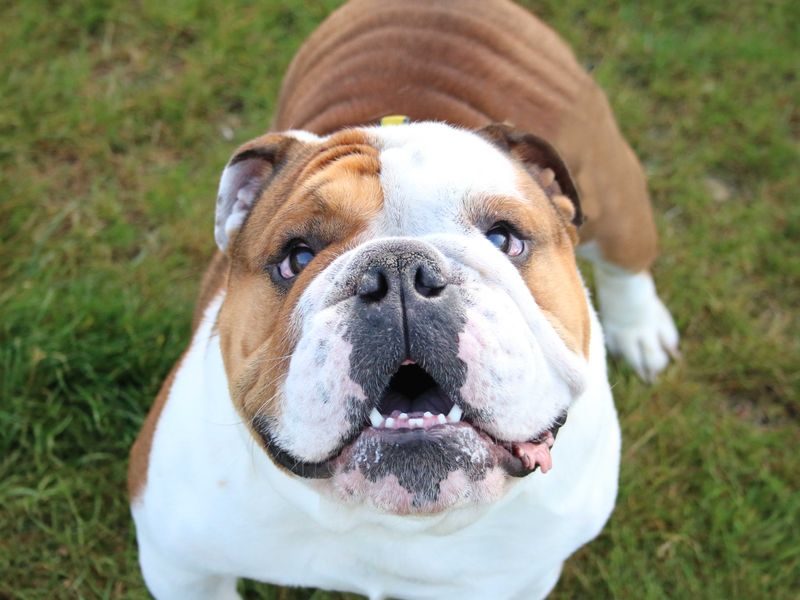 English Bulldog for adoption in Sadberge, Durham – 5 years old - Image 4 of 4
