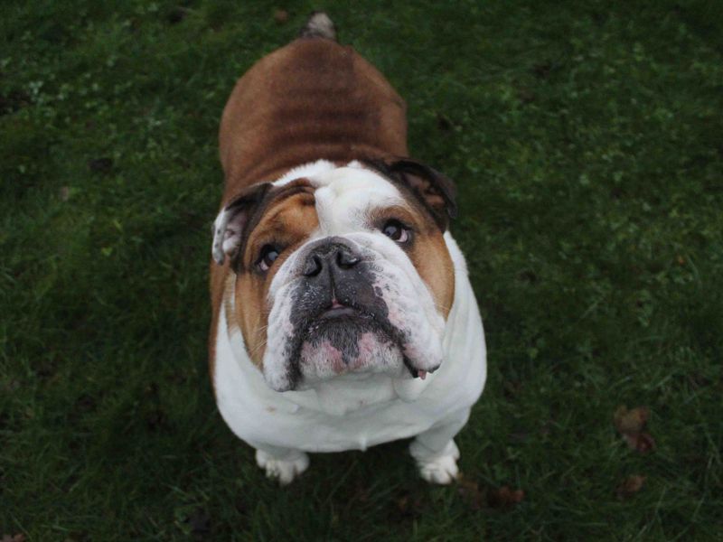 English Bulldog for adoption in Sadberge, Durham – 5 years old - Image 2 of 4