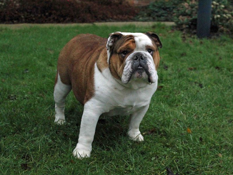 English Bulldog for adoption in Sadberge, Co Durham – 5 years old