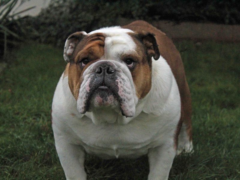 English Bulldog for adoption in Sadberge, Durham – 5 years old - Image 3 of 4