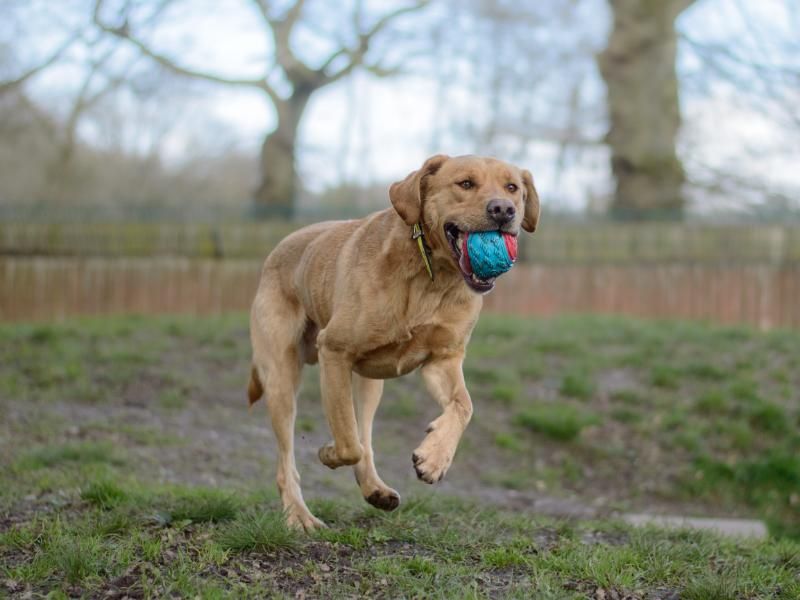 Labrador sales rescue midlands