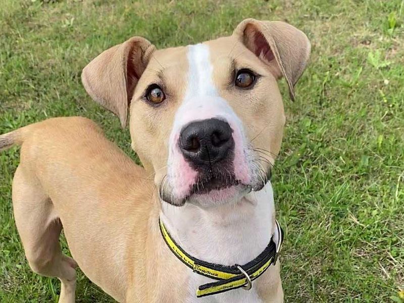 Staffordshire Bull Terrier for adoption in Wickford, Essex – 4 years old - Image 2 of 3