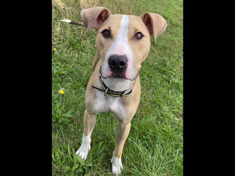 Staffordshire Bull Terrier for adoption in Wickford, Essex – 4 years old - Image 3 of 3