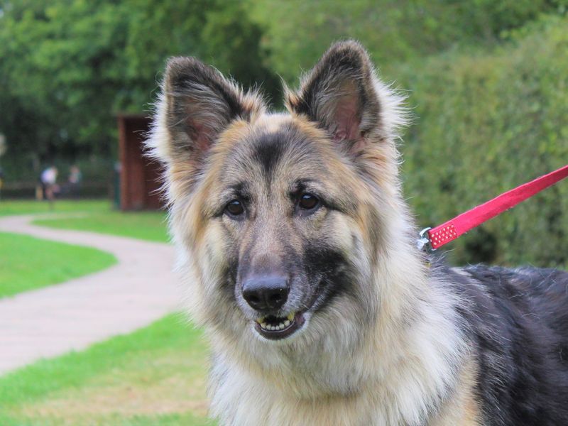 German Shepherd puppies for sale in Kenilworth – 9 years old