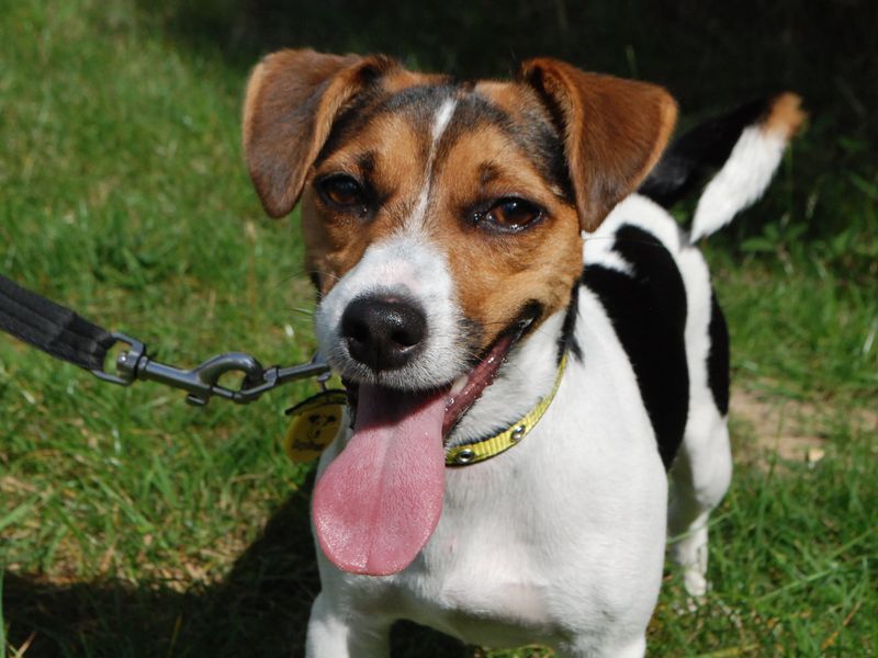 Maisie for sale in Newbury | Image 2
