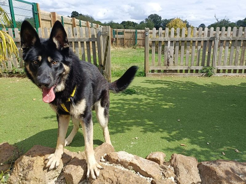 German Shepherd puppies for sale in Uxbridge – 3 years old