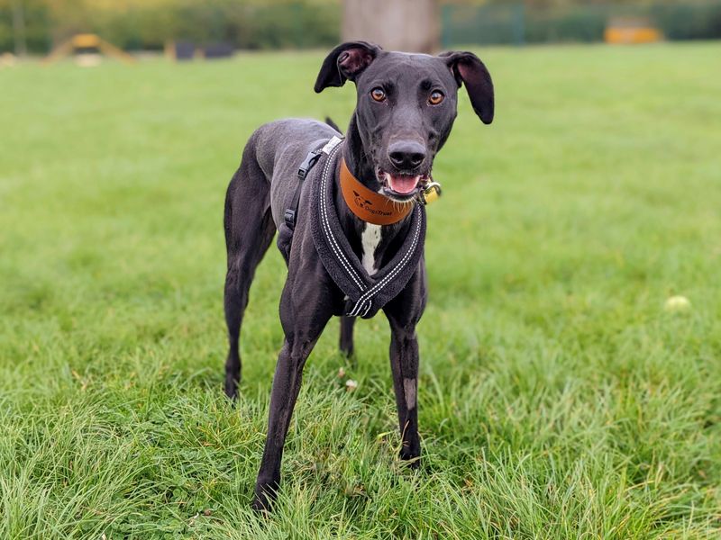 Adopt a Lurcher Rescue Dog | Lacey | Dogs Trust Adopt a Lurcher Rescue Dog | Lacey | Dogs Trust