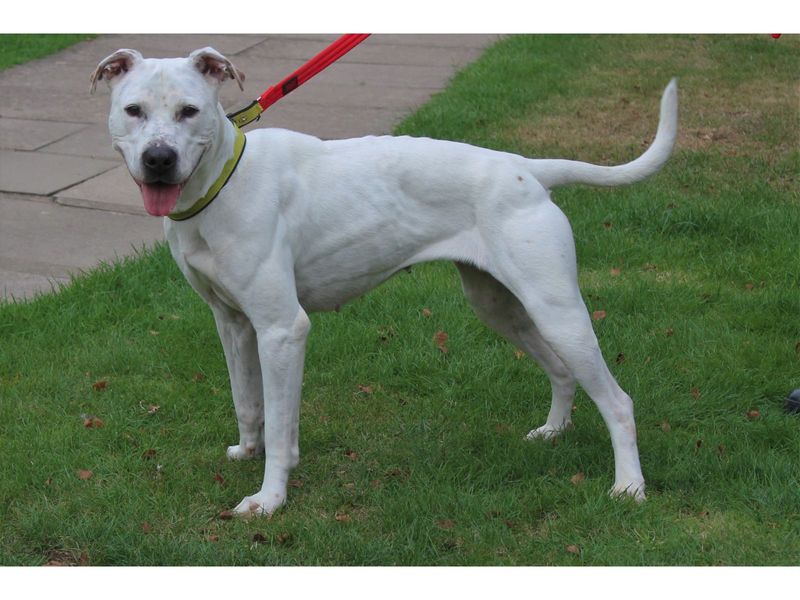 American Bulldog for adoption in Kenilworth, Warwickshire – 8 years old - Image 2 of 5