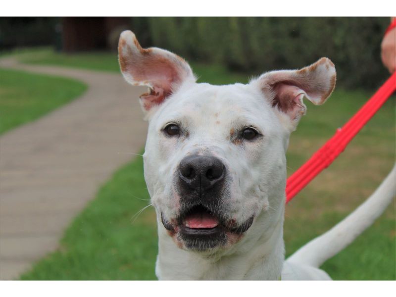 American Bulldog for adoption in Kenilworth, Warwickshire – 8 years old - Image 3 of 5
