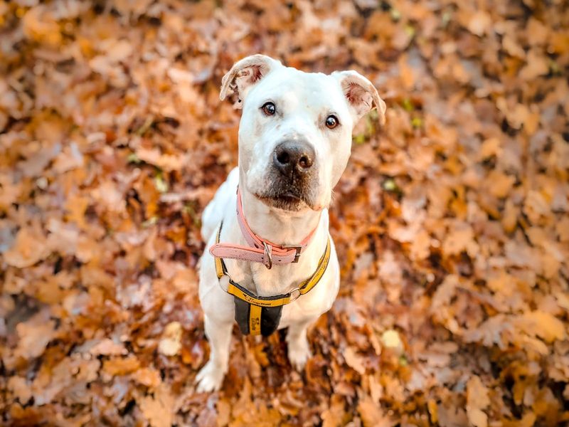 American Bulldog for adoption in Kenilworth, Warwickshire – 8 years old - Image 4 of 5