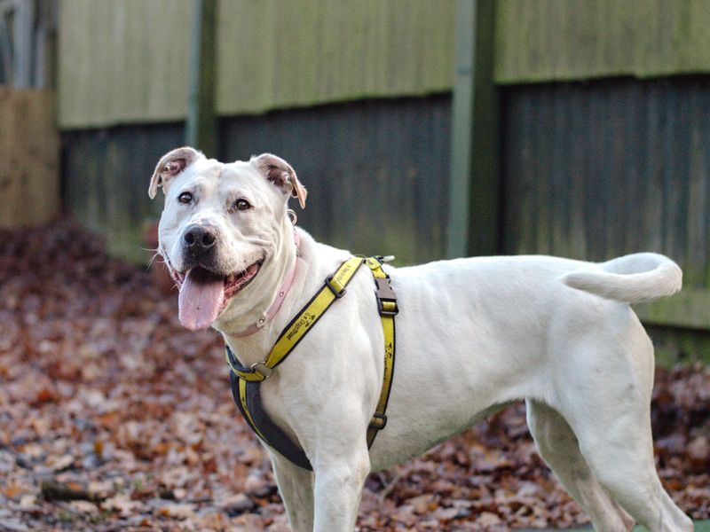 American Bulldog for adoption in Kenilworth, Warwickshire – 8 years old - Image 5 of 5