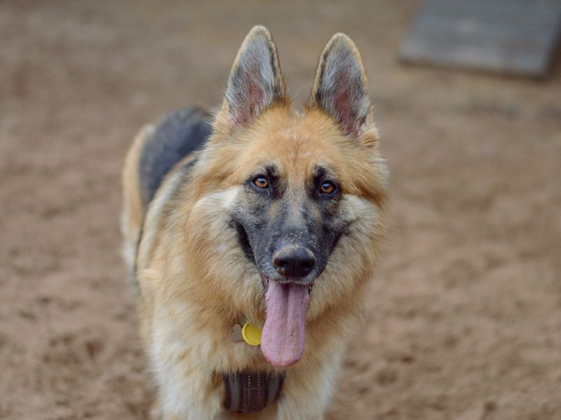 German Shepherd puppies for sale in Kenilworth – 3 years old