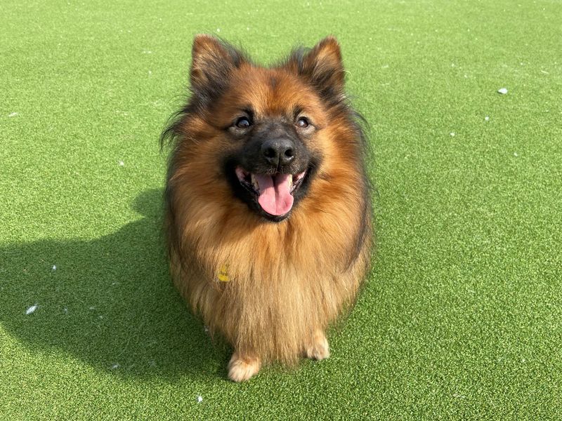 Pomeranian puppies for sale in Glasgow – 10 years old