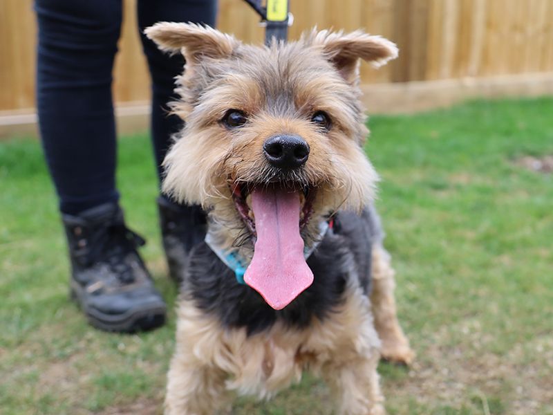 Yorkshire Terrier puppies for sale in Leeds – 18 years old