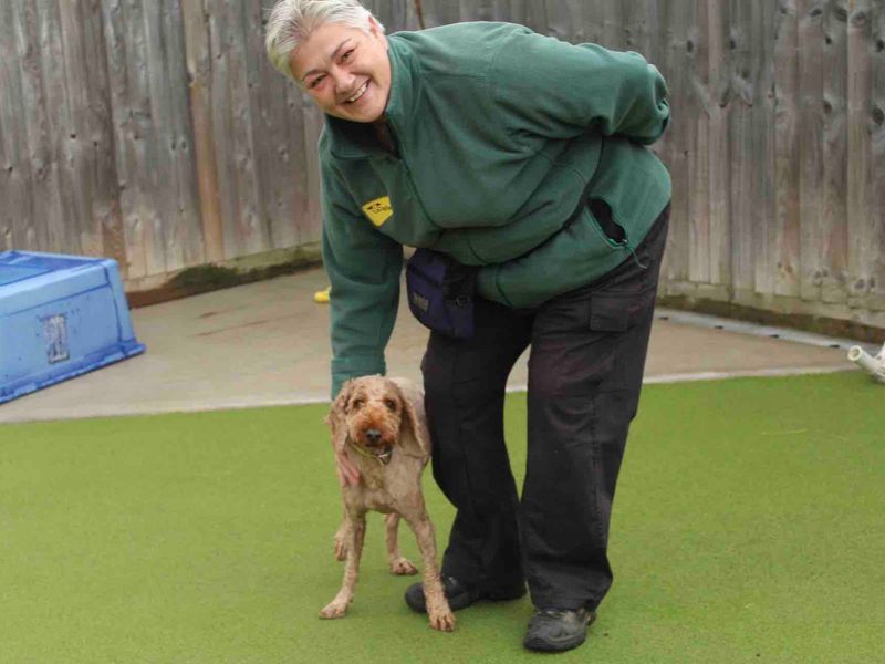 Cocker Spaniel puppies for sale in Evesham – 5 years old