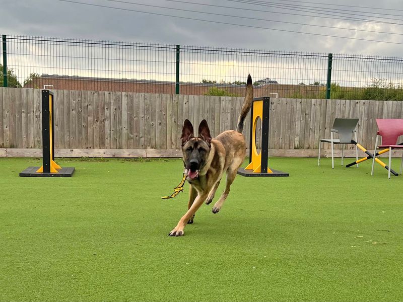 German Shepherd puppies for sale in Wickford – 3 years old