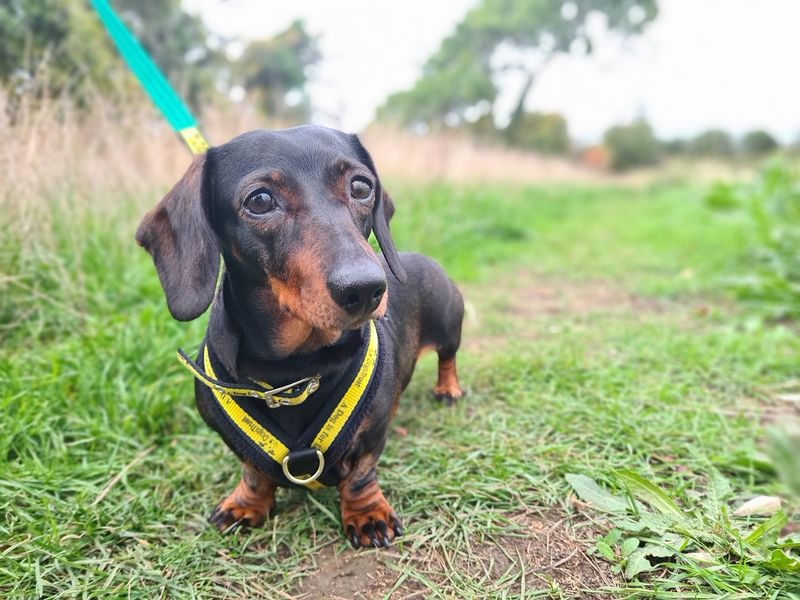 Rosie Adopt a Dachshund